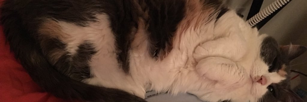 ilzeBella's profile banner image