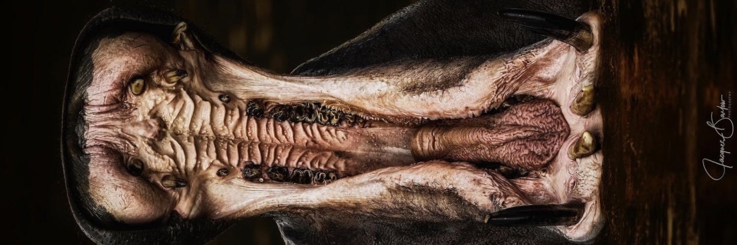 darebond's profile banner image