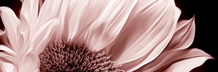 Ki_SoPretty's profile banner image