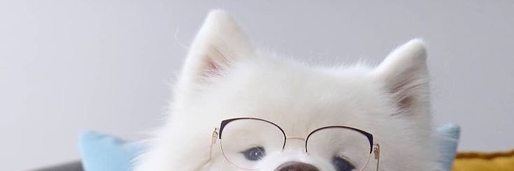 samoyedboii's profile banner image