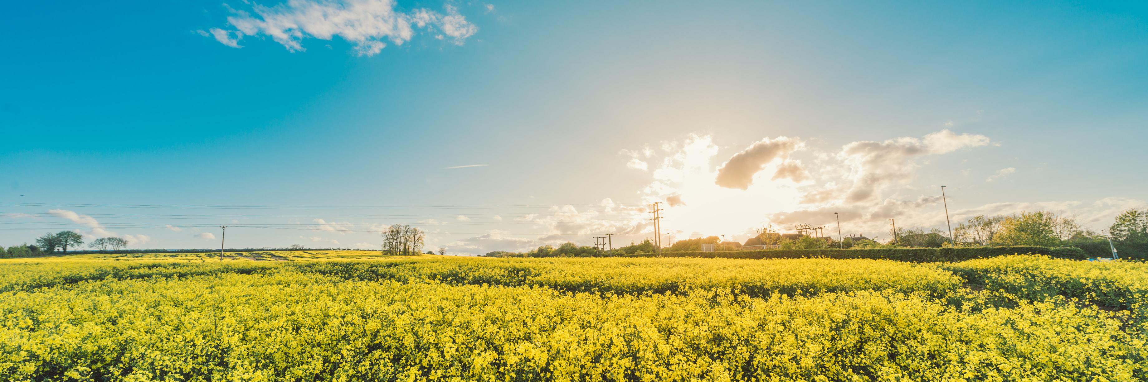 Aemetis, Inc. banner