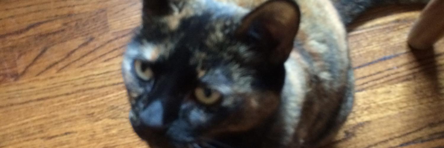 Chili71236767's profile banner image