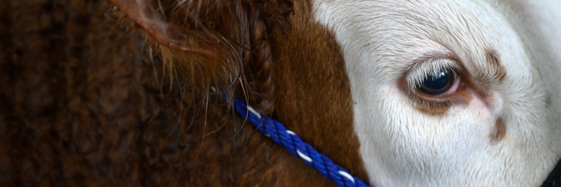 LGeyerTC's profile banner image