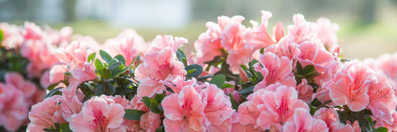 Encore® Azalea banner