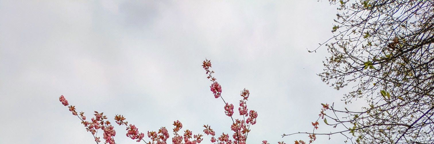 Brog (she/her) banner