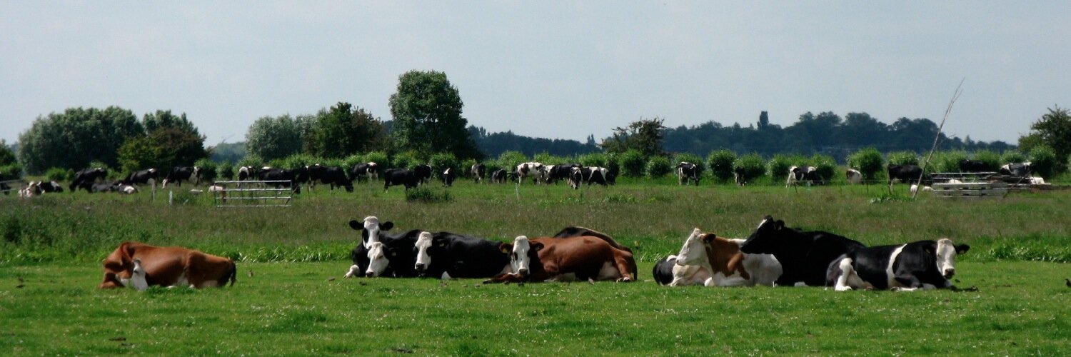 Koning_Boer's profile banner image