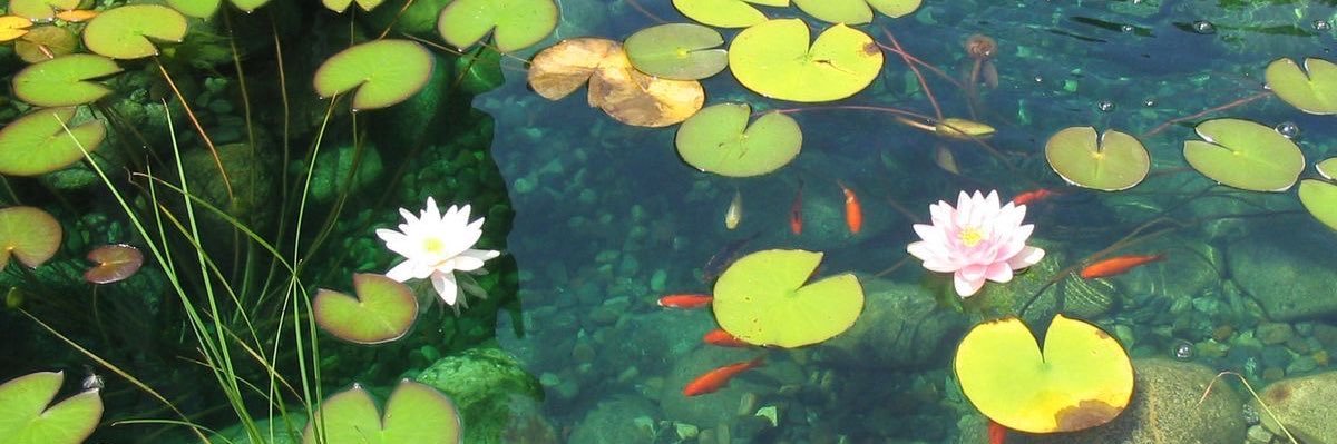 SwampTeaArts's profile banner image