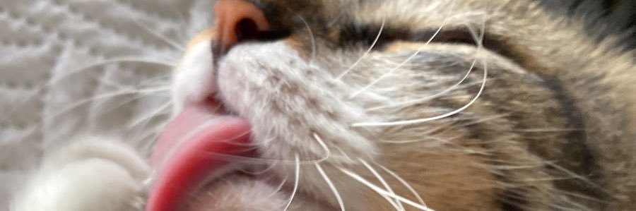 danielamora22's profile banner image
