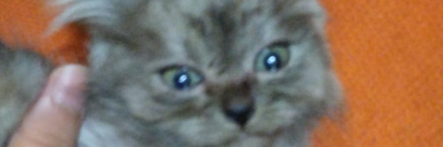 itsmipi's profile banner image