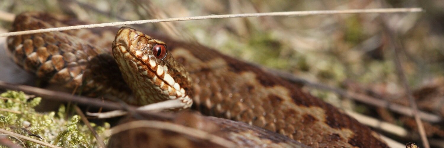 WildLifeMarc's profile banner image