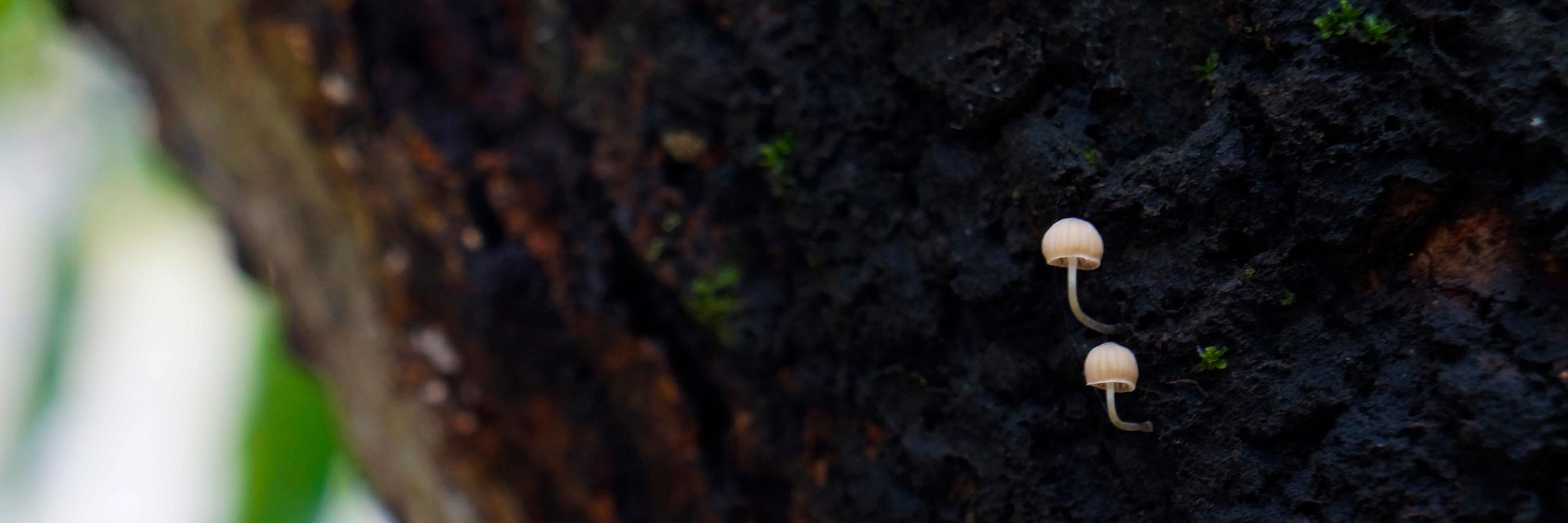 5 banner