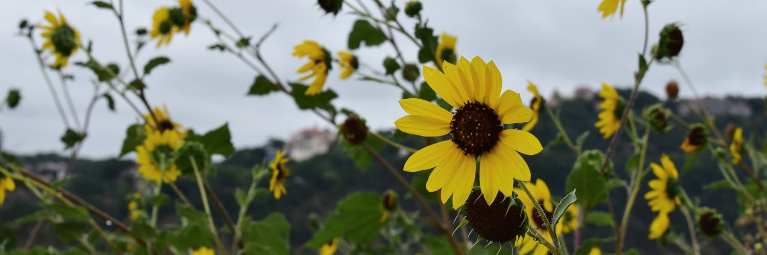 julia_rosato's profile banner image