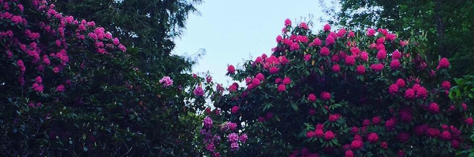 AmyCatherine97_'s profile banner image