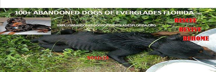 100+ Abandoned Dogs banner