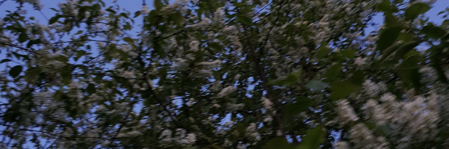 sashttv's profile banner image