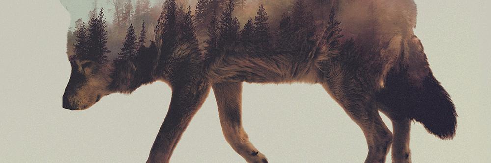 grapemari's profile banner image