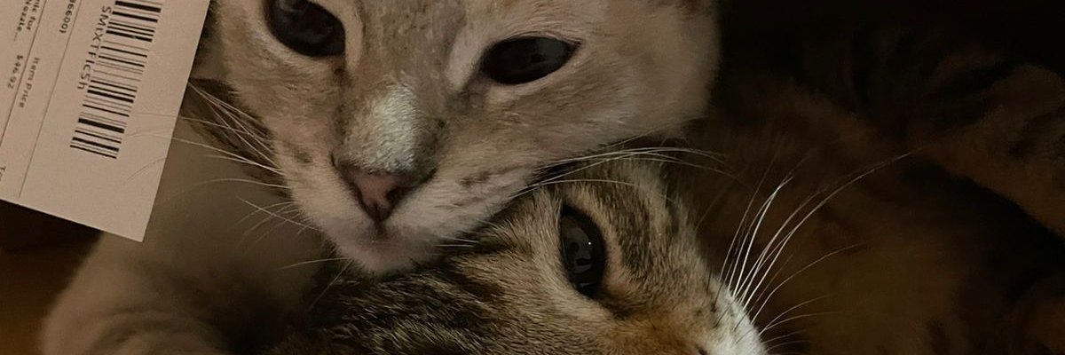 lorenasimon's profile banner image