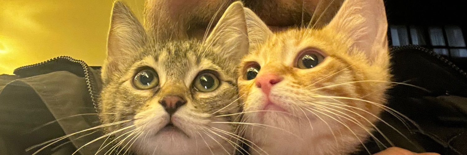 basakkozacioglu's profile banner image