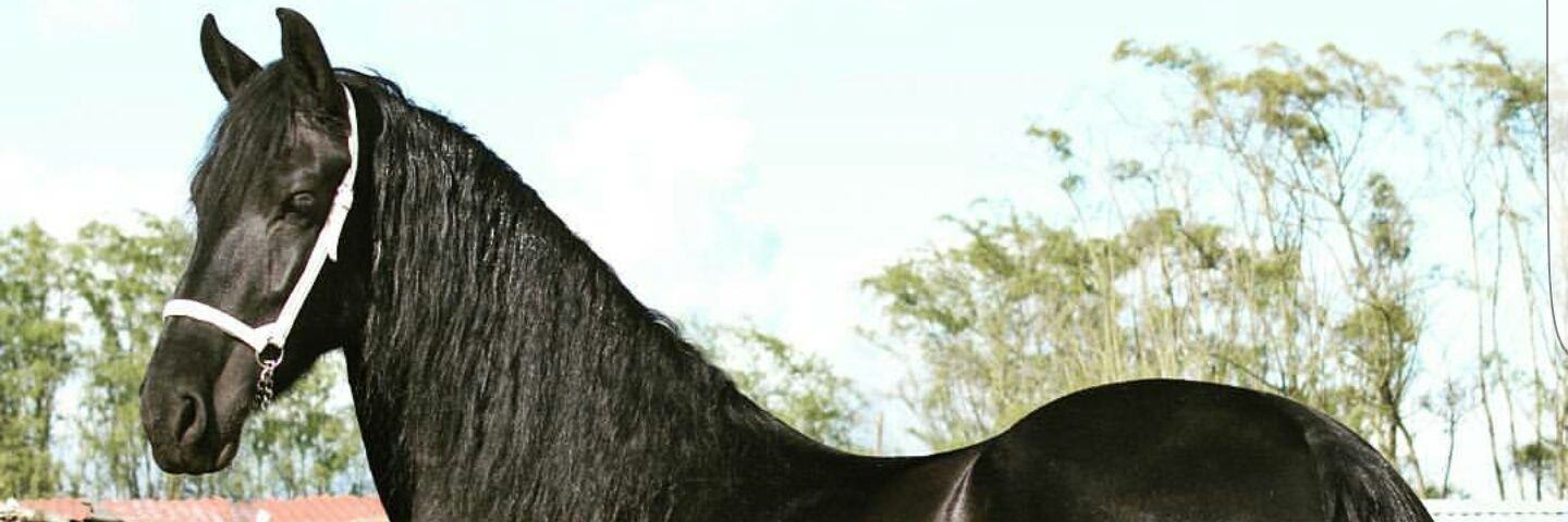 allisonospinoc's profile banner image