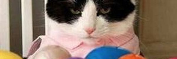 TonkyTucks's profile banner image