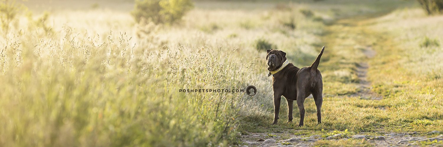 PoshPetsPhoto's profile banner image