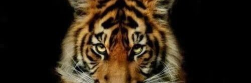 JennyChatwin's profile banner image
