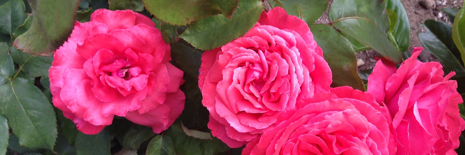 sylvialecuyer's profile banner image