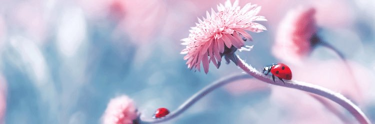Natalie Silva banner