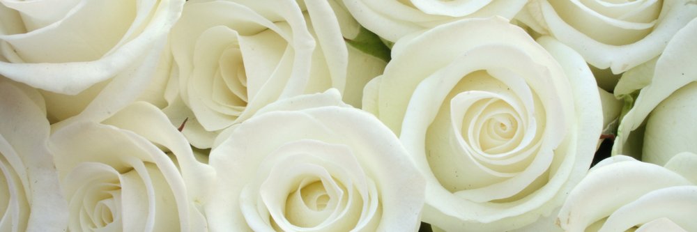 BarbaraDRocha's profile banner image