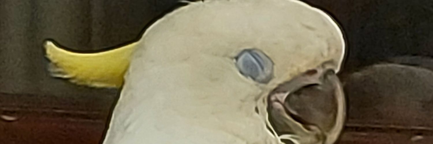 viqar30's profile banner image