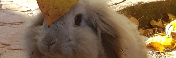 LaurAzazel Profile Banner