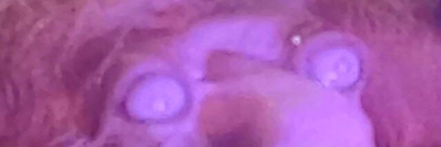 ramses_2e's profile banner image