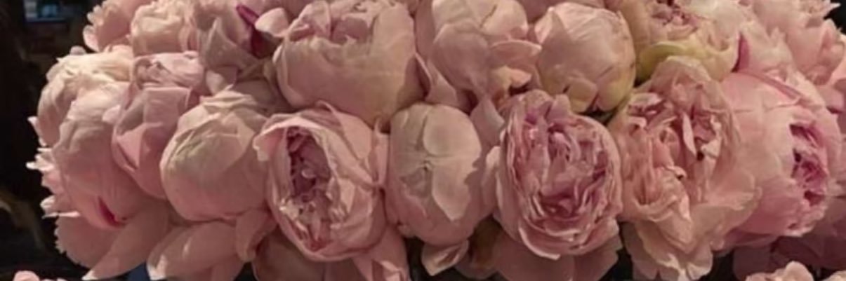 al6almah's profile banner image