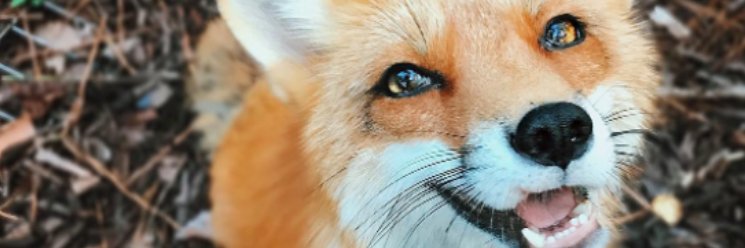LittleFoxy_OF's profile banner image
