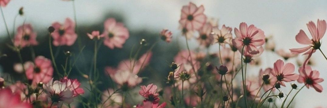 candee_barbieri's profile banner image