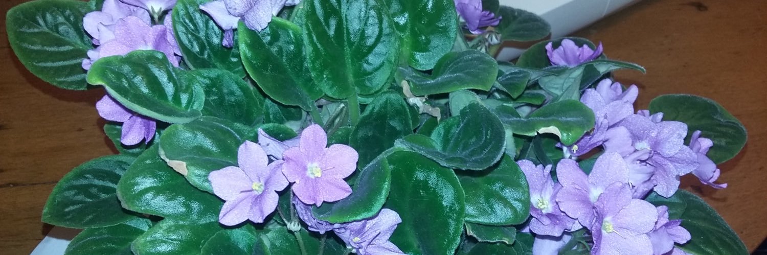 debi2u's profile banner image