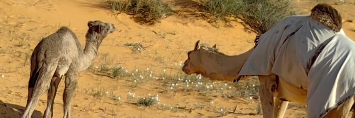 عبدالله ماجد ابن دهيثم banner