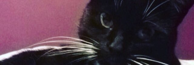 BabyBitee's profile banner image