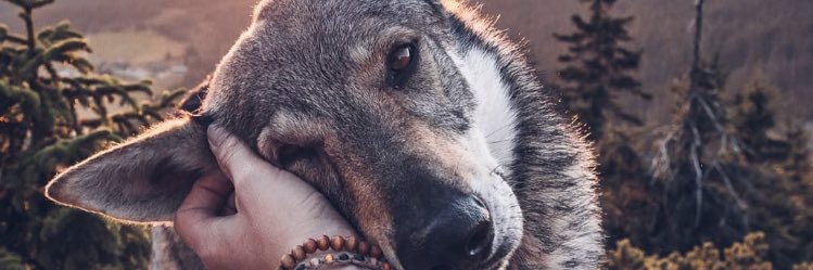 pankucinsh's profile banner image
