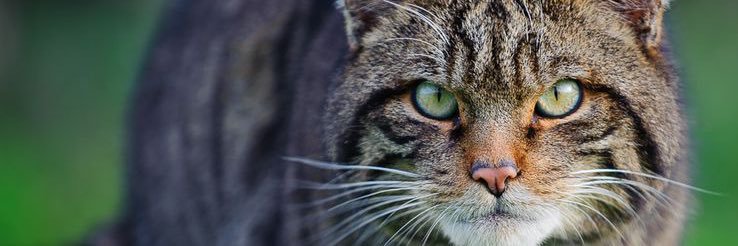 wildcat0l's profile banner image