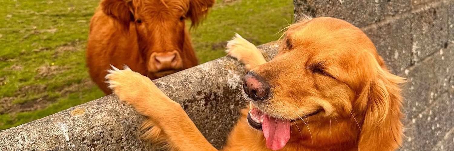 Gary Rodas 🇭🇳 banner