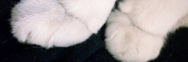 _rolacaro's profile banner image