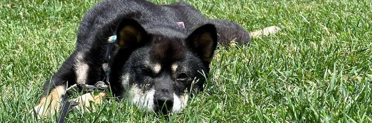 TristenWilding's profile banner image