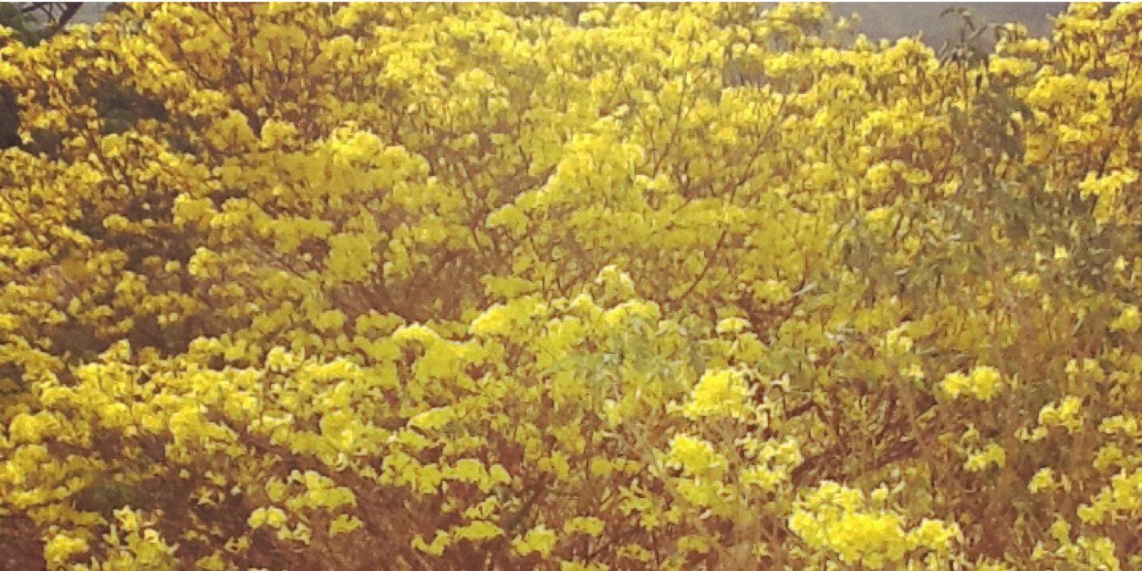 Maria Cristina banner