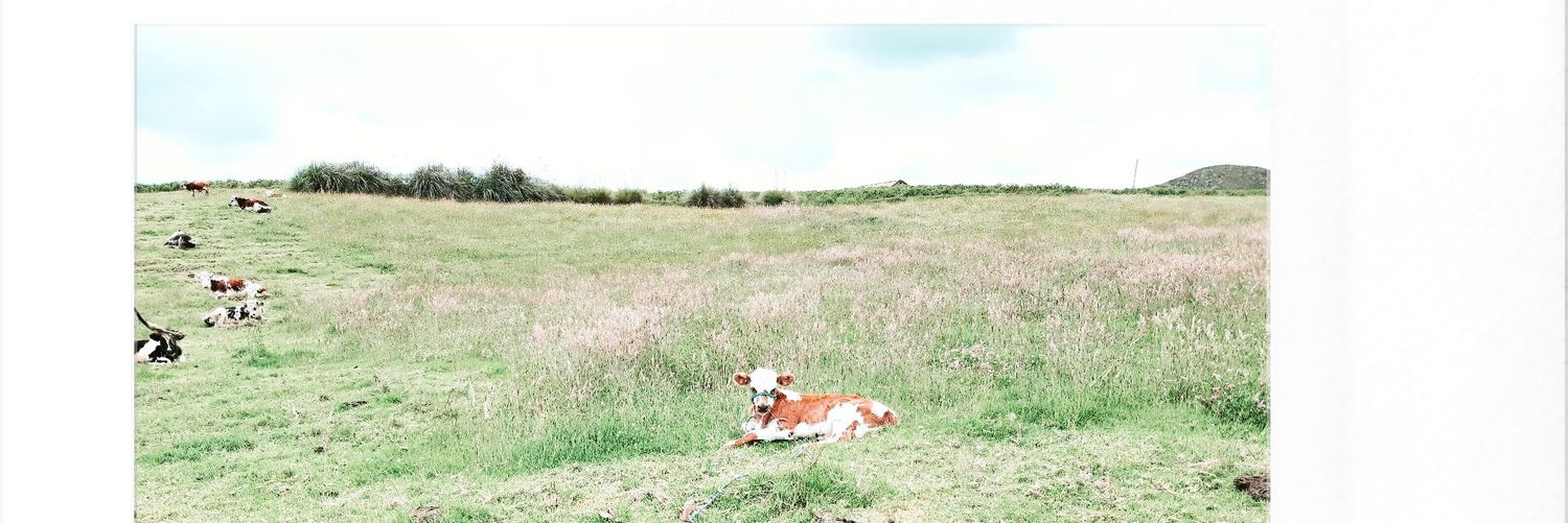 soylabra's profile banner image