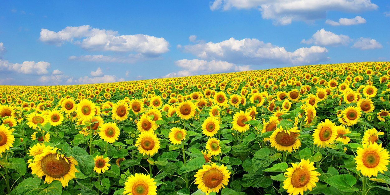 kikicappelli's profile banner image