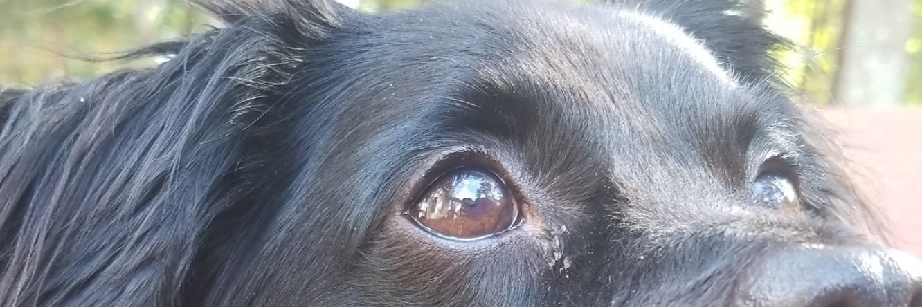 DilziaCastillo's profile banner image