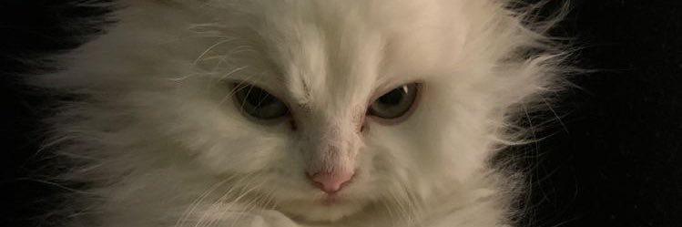 Lynzee_rohdee's profile banner image