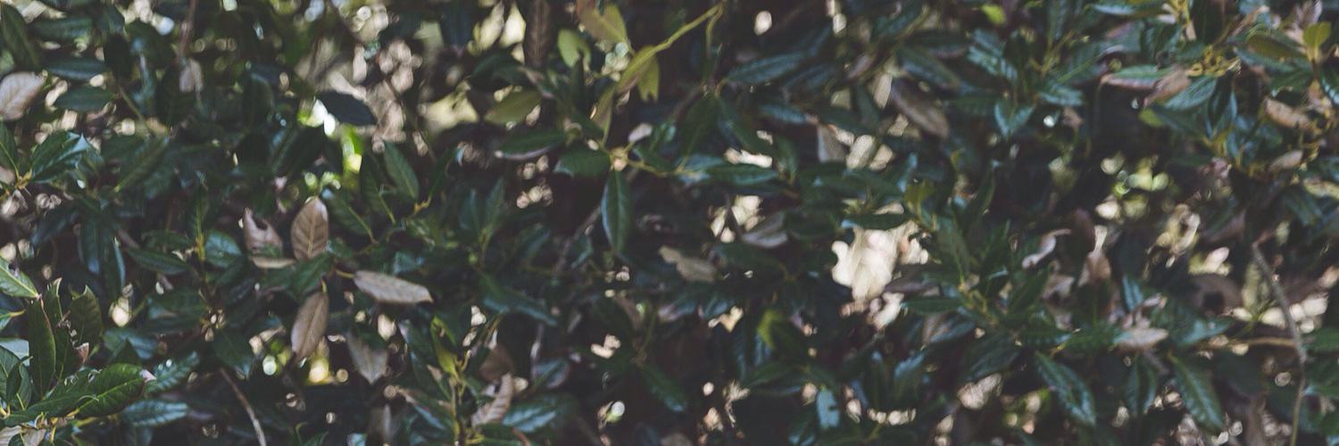 anniedemm's profile banner image