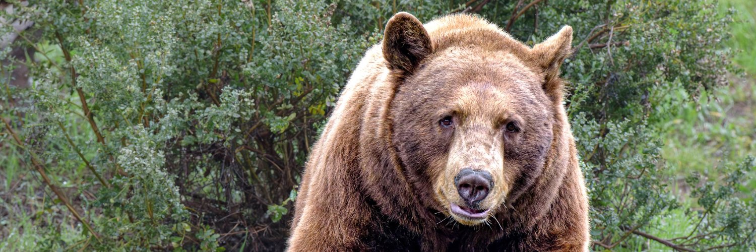 oakzoo's profile banner image